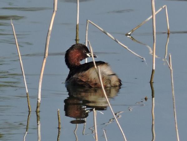 Grebe castagneux 1