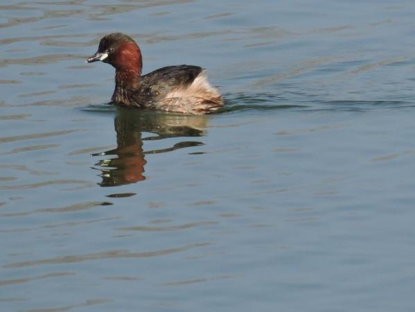 Grebe castagneux 3