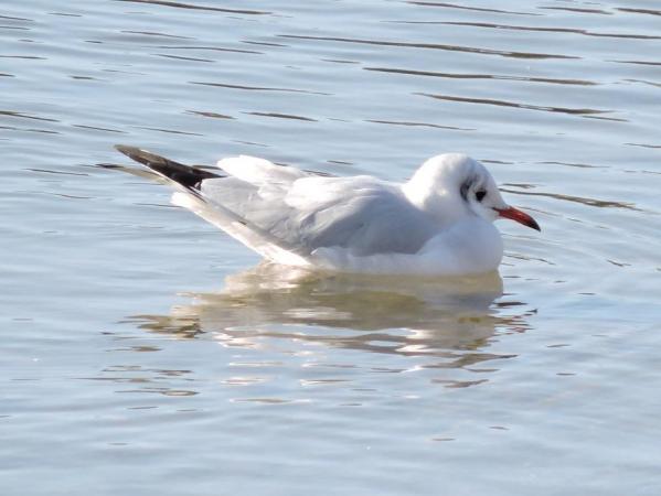 Mouette rieuse 1